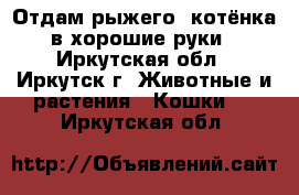 Отдам рыжего  котёнка в хорошие руки - Иркутская обл., Иркутск г. Животные и растения » Кошки   . Иркутская обл.